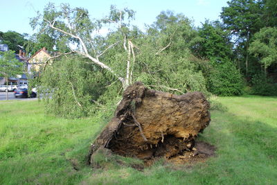 Tree on field against sky