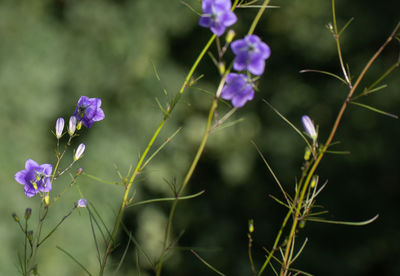 Close-up of purple flowering plants