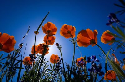 Low angle view of orange flowers against blue sky