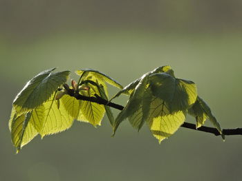 Close-up of yellow leaves on plant