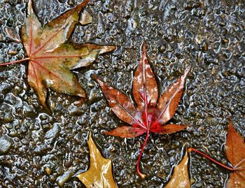 High angle view of maple leaf during autumn