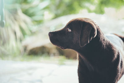 Close-up of a dog looking away