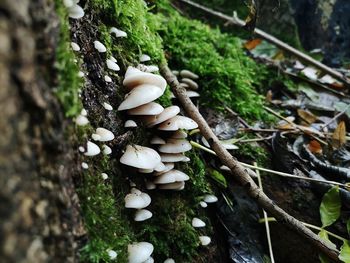 Close-up of mushrooms growing on tree trunk