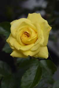 Close-up of yellow rose blooming outdoors