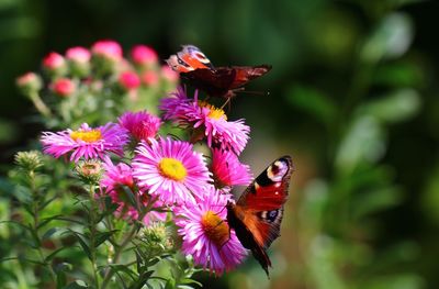 Close-up of butterfly pollinating on flower