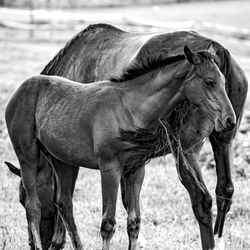 Horse standing in a field
