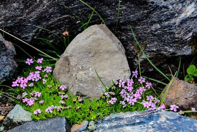 Close-up of pink flowering plants on rocks