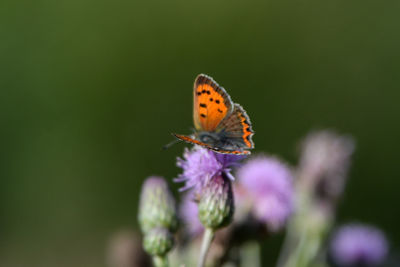 Butterfly pollinating on flower