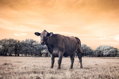 Horse standing on field during sunset