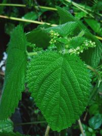 Close-up of wet plant leaves