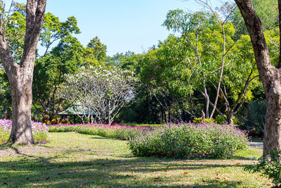 Trees and plants in garden