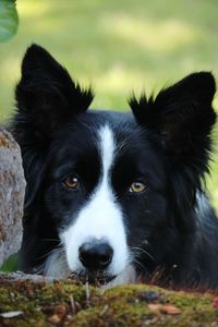 Portrait of black dog on field