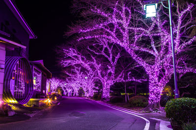 Illuminated trees by building at night