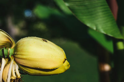 Close-up of banana tree blossoming flower with a bug on top