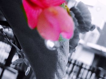 Close-up of pink flowers