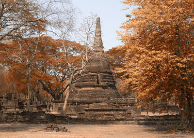 Trees in a temple