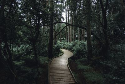 Footbridge amidst trees in forest