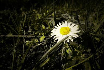 Close-up of white daisy flower