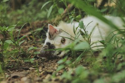 Cat on field