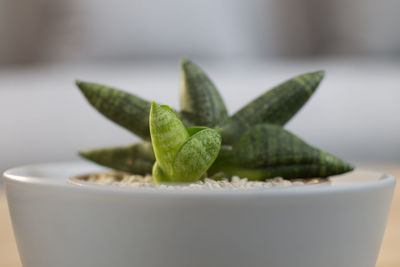 Sansevieria boncellensis in ceramic pot