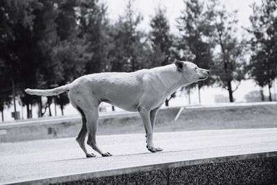 Side view of a dog walking in the park