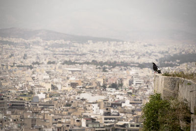 Bird perching on city against sky