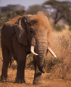 Full length of elephant walking