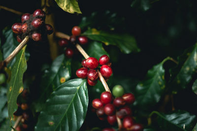 Close-up of coffee beans growing on plant