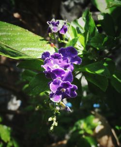 Close-up of purple flowers