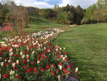 View of flowering plants on field