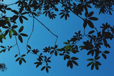 Low angle view of tree against clear blue sky