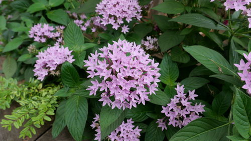 Close-up of purple flowering plants