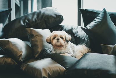 Portrait of dog relaxing on sofa at home