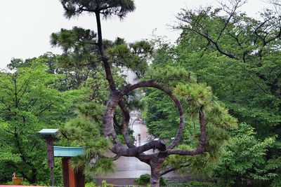 Trees by plants against sky