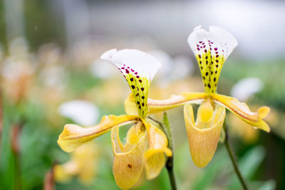 Close-up of yellow flowering plant