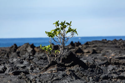 Close-up of plant on rock against sky