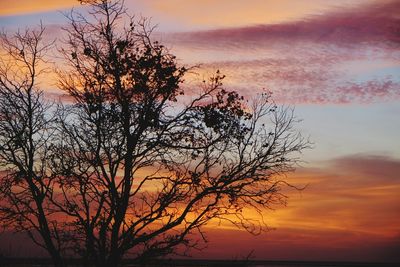 Silhouette tree against sea during sunset