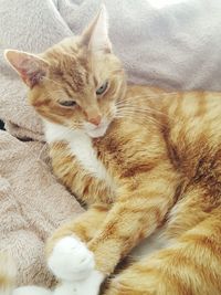 Close-up of cat sleeping on bed