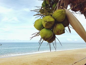 Fruits growing on beach against sky