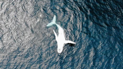 Aerial view of whale swimming in sea