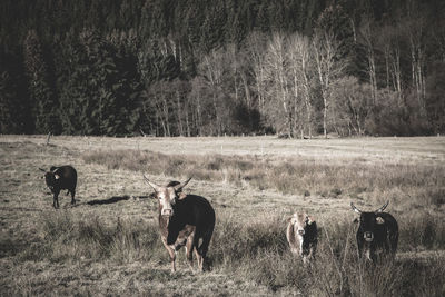 Horses in a field