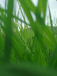 Close-up of grass growing in field