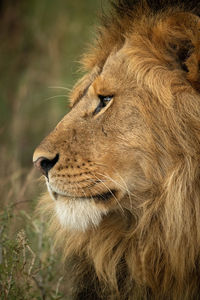 Close-up of male lion head turning left