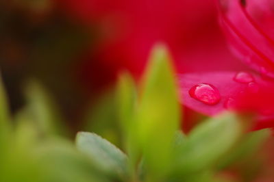 Close-up of red flower blooming outdoors