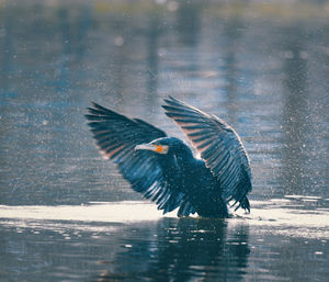 View of birds flying over water