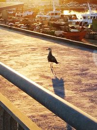 Bird perching on retaining wall