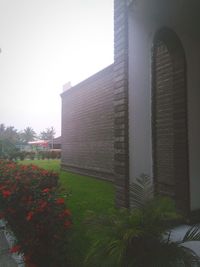 Plants growing in front of building