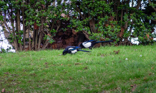 View of a bird on field