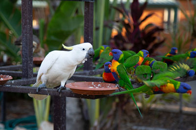 Close-up of birds perching on plant