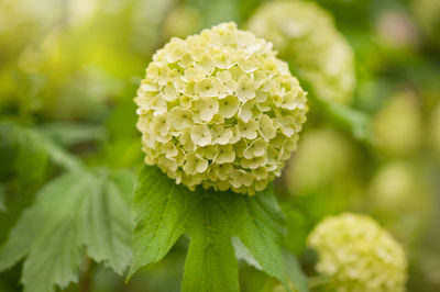 Close-up of flower blooming outdoors